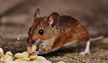 24 Hour & Emergency Exterminators in Temple, PA